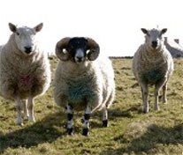 sheep